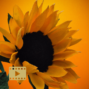 Krepp-paberist päevalille valmistamise kursus