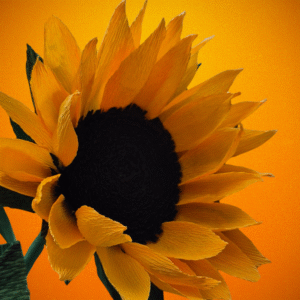 krepp-paberist päevalill