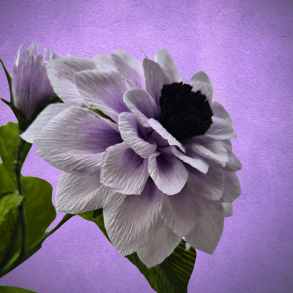 Krepp-paberist daalia