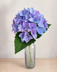 Krepp-paberist hortensia